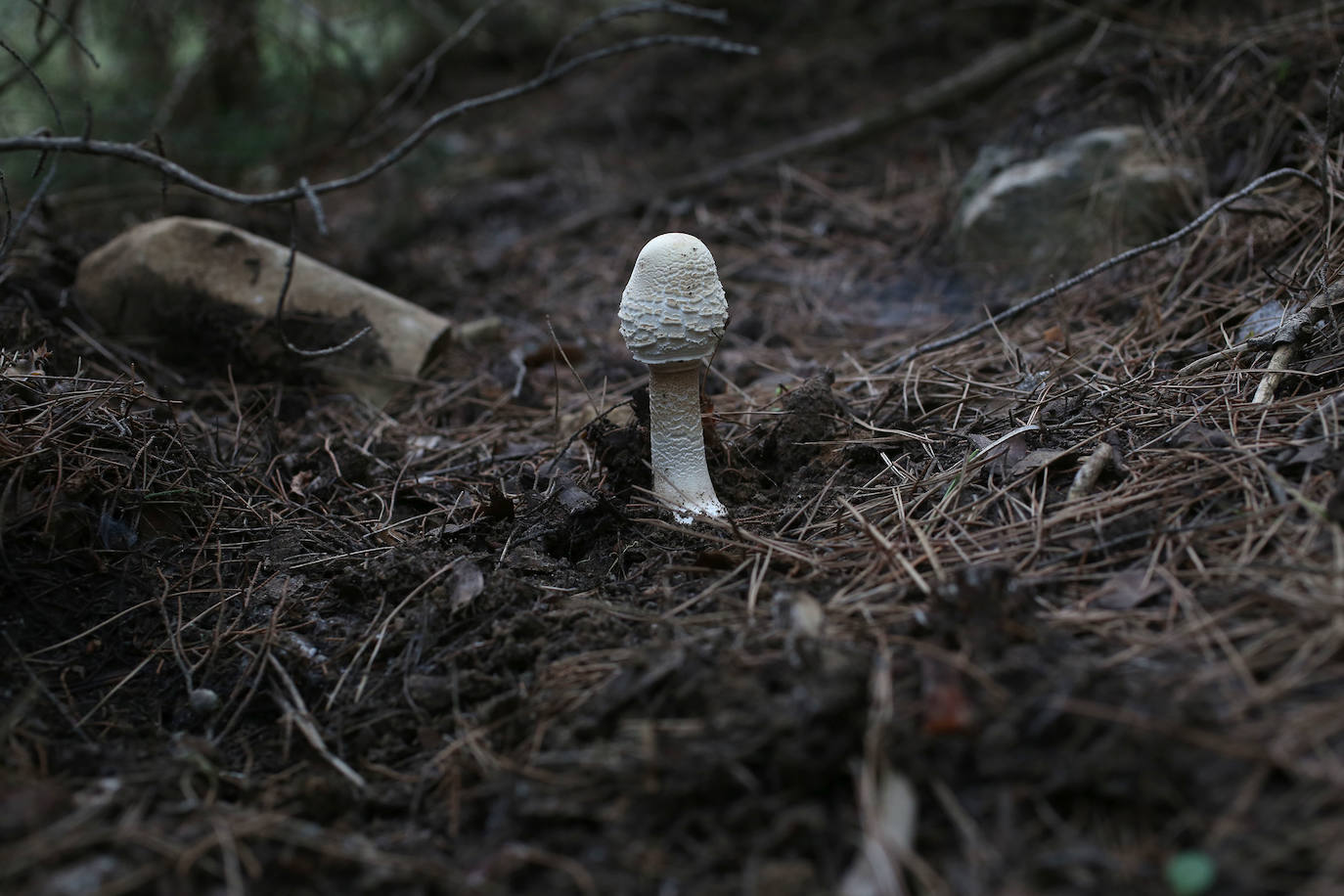 Fotos: Un tesoro culinario en la montaña de Moratalla