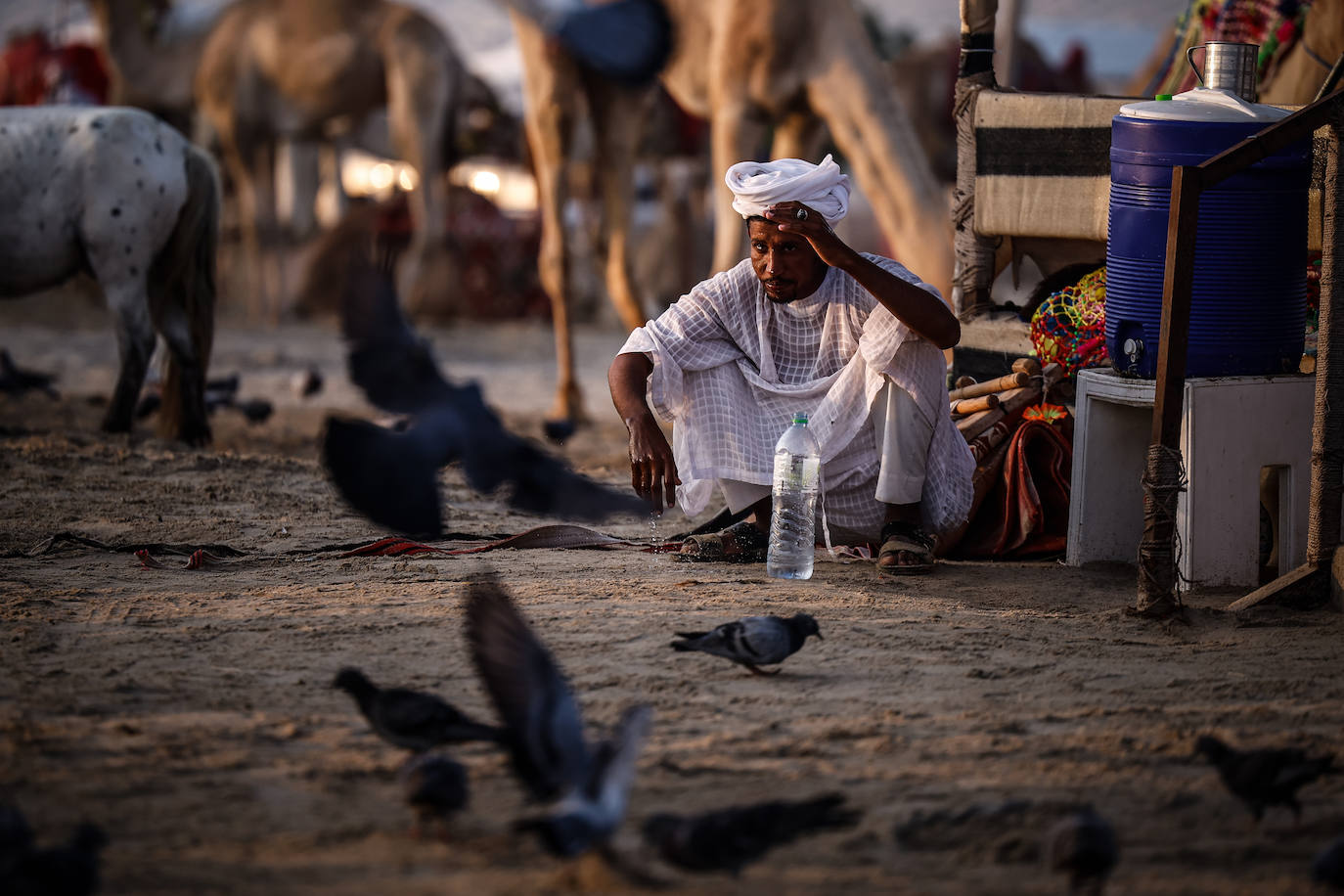 Fotos: Paseos en camello