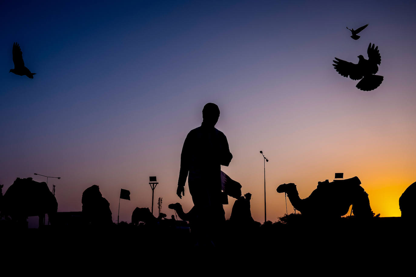 Fotos: Paseos en camello