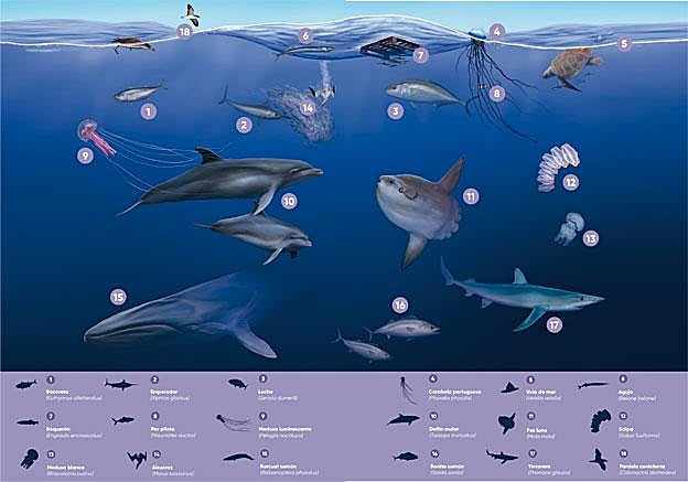 La comunidad pelágica de la Reserva protagoniza esta ilustración extraída de la guía, con la que se ejemplifica tanto la riqueza natural del espacio como la calidad de la edición de la obra.