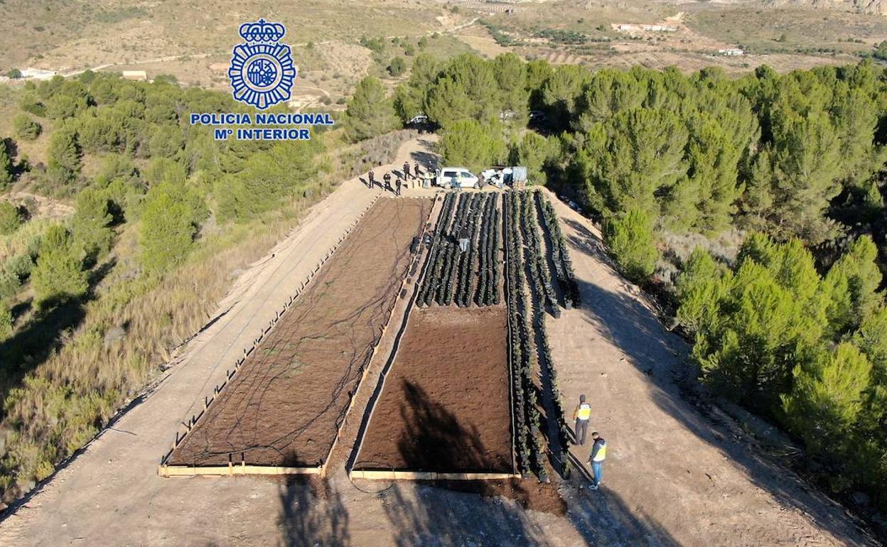 La plantación de marihuana, en una zona boscosa situada en lo alto de un monte de Lorca.