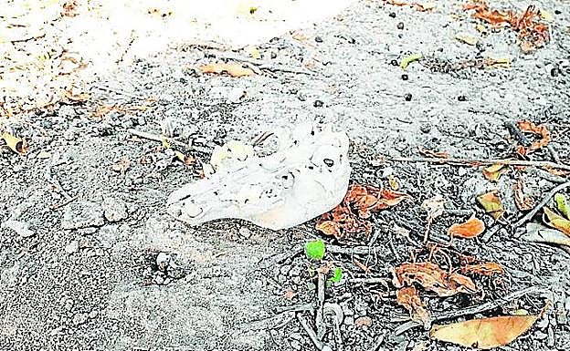 Restos óseos esparcidos por la finca de la pedanía murciana.