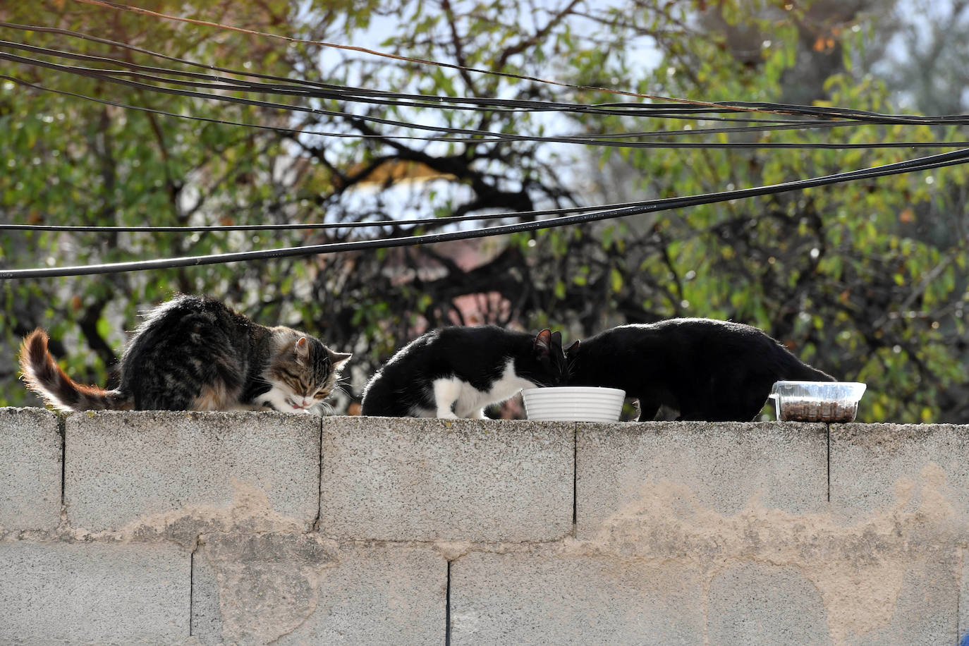 Fotos: El Ayuntamiento de Murcia esterilizará a los 20.000 gatos