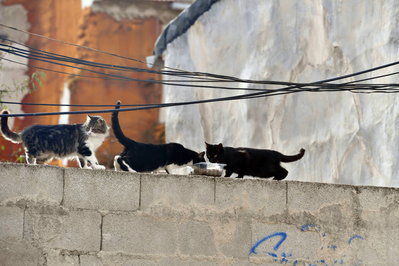 Fotos: El Ayuntamiento de Murcia esterilizará a los 20.000 gatos