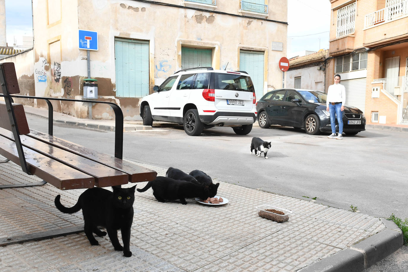 Fotos: El Ayuntamiento de Murcia esterilizará a los 20.000 gatos