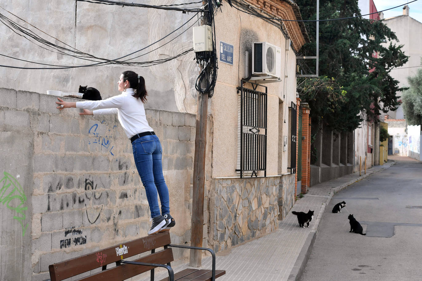 Fotos: El Ayuntamiento de Murcia esterilizará a los 20.000 gatos