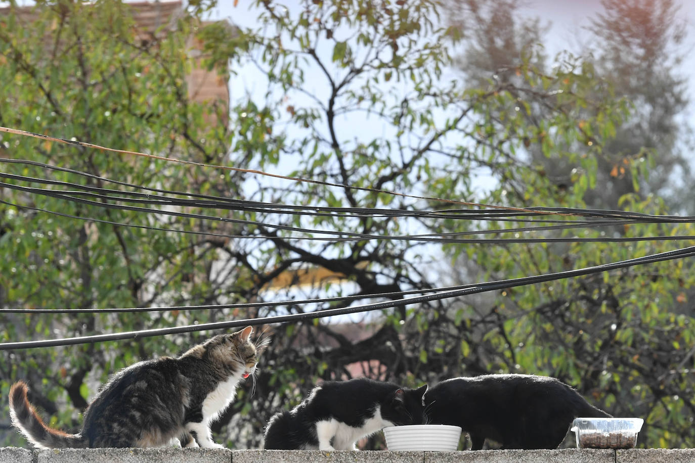 Fotos: El Ayuntamiento de Murcia esterilizará a los 20.000 gatos