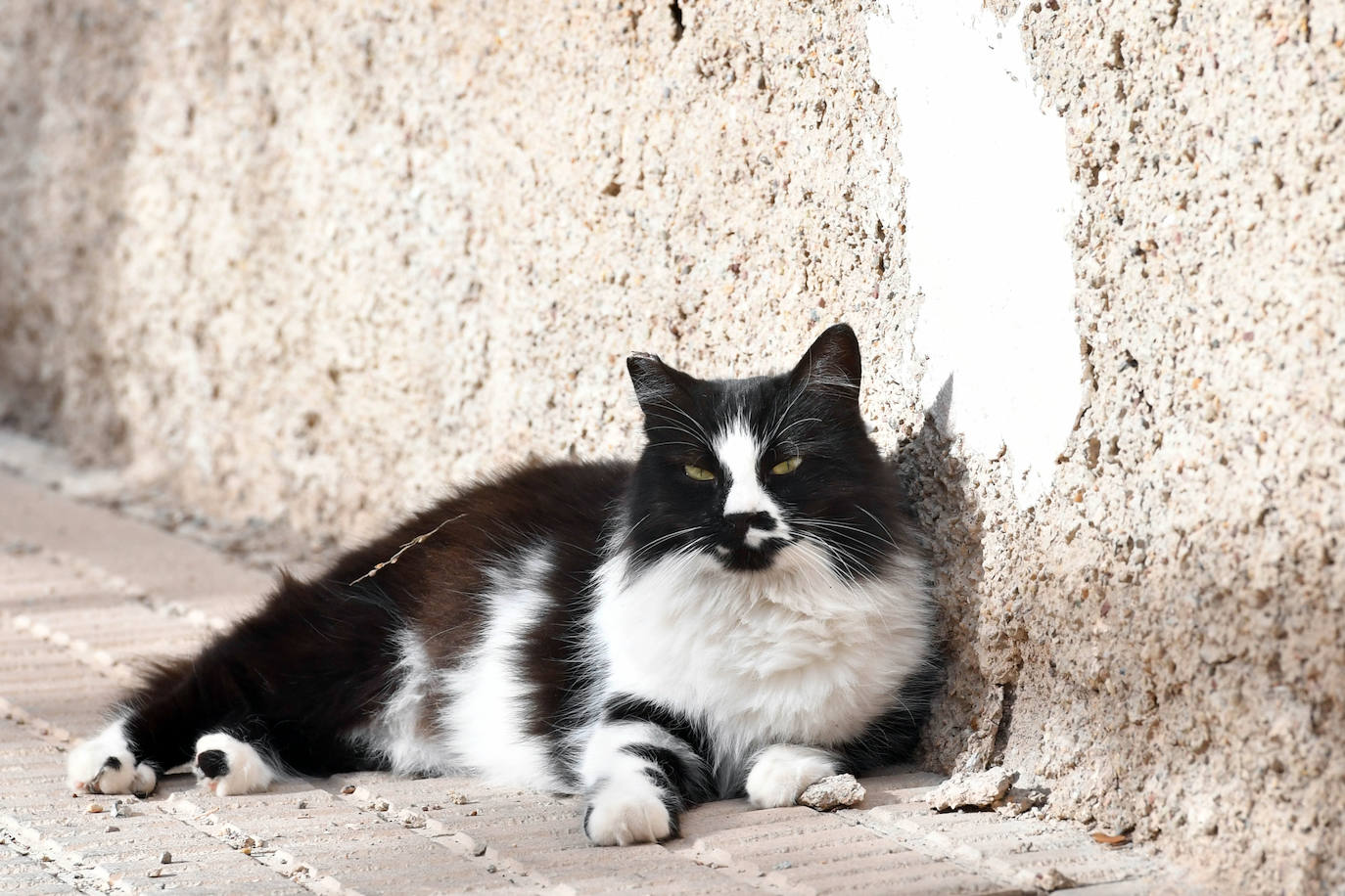 Fotos: El Ayuntamiento de Murcia esterilizará a los 20.000 gatos