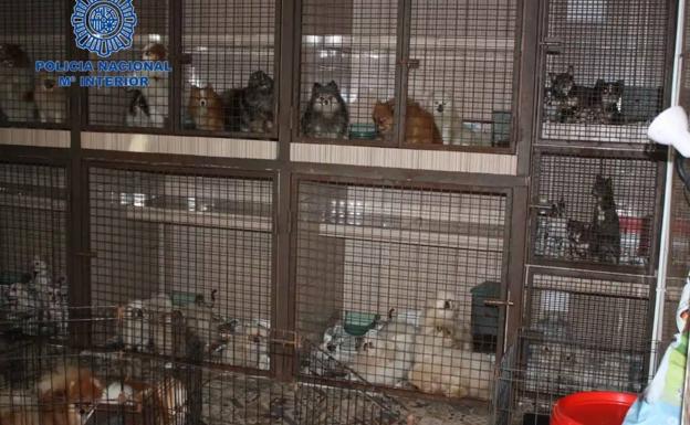 Criadero animal desmantelado en Molina de Segura.