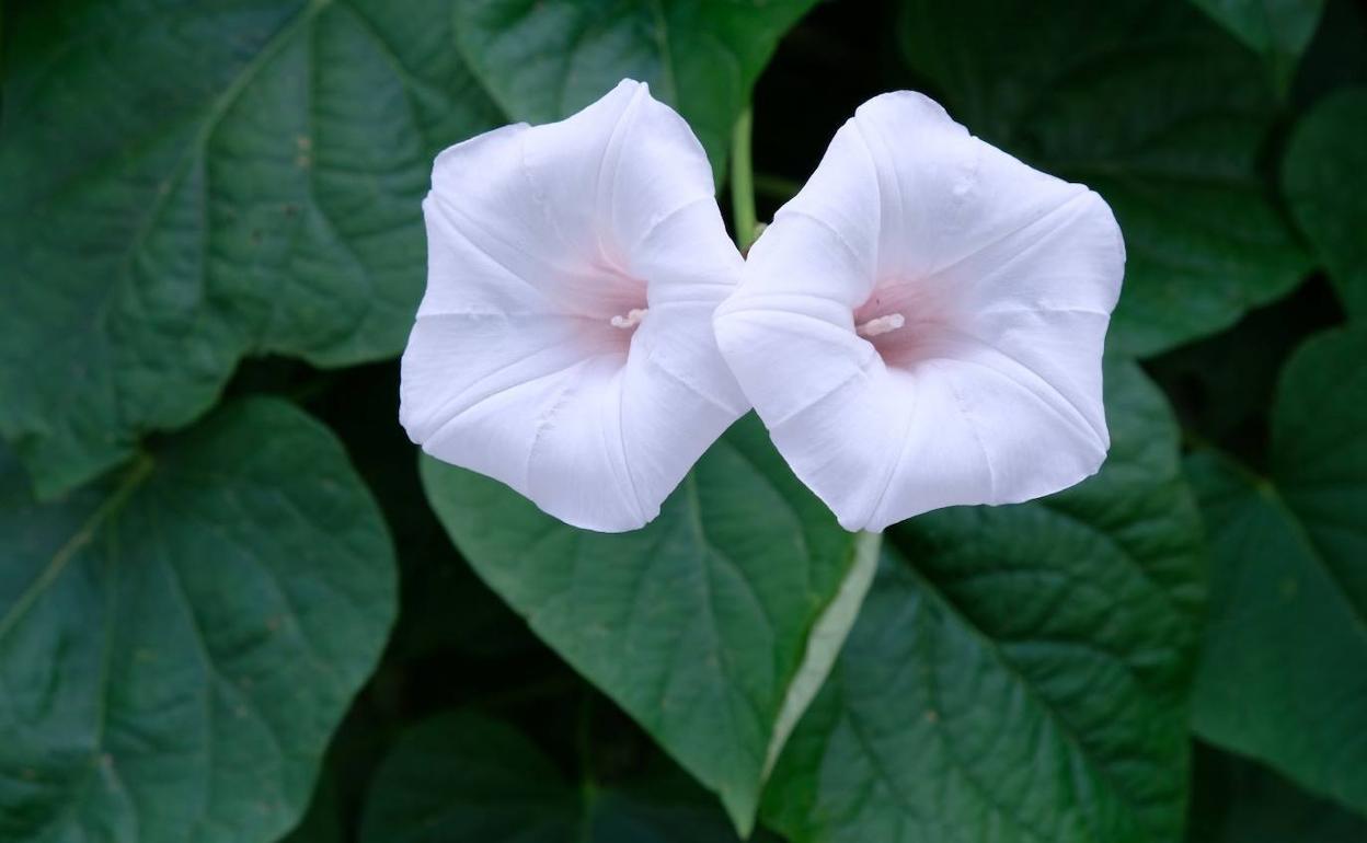 Flores de la nueva especie 'Ipomoea aequatoriensis'.