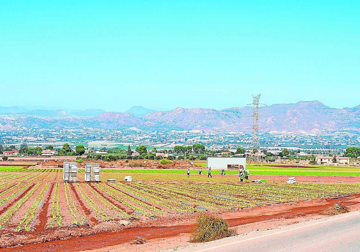 Plantación en una finca de Aguaderas, en una imagen de archivo.