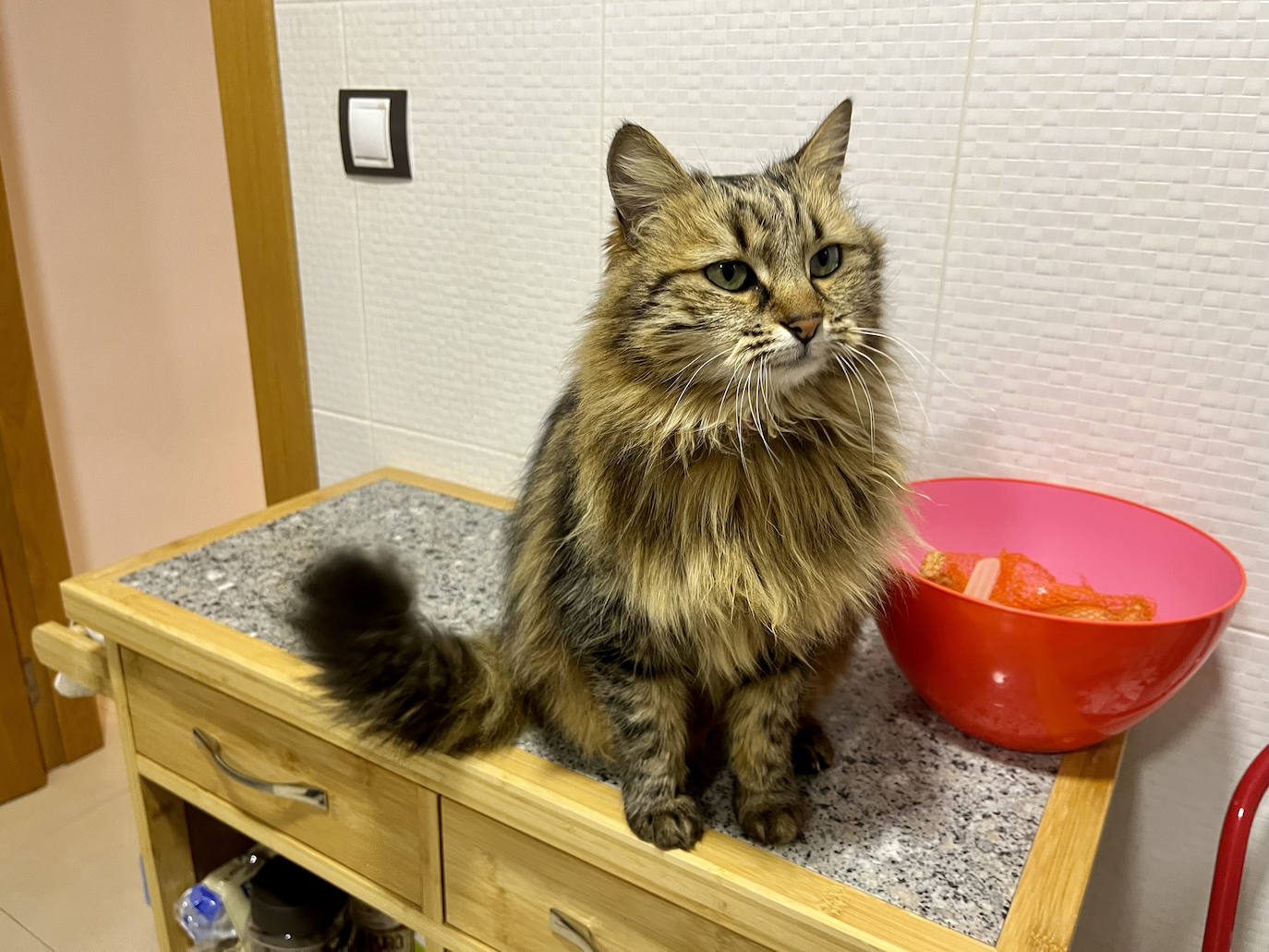 El reencuentro entre &#039;Pipa&#039; y su dueña tras 13 meses en paradero desconocido