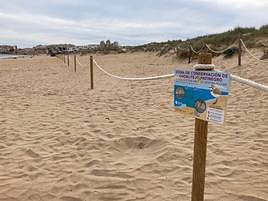 Balizan la playa de La Mata de Torrevieja para proteger la cría del chortilejo