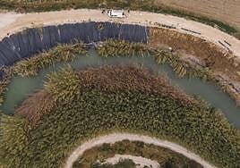 Tramo del río Segura donde se está plantando un bosque de ribera. Arriba, la cubierta de plástico; en la orilla contraria, las cañas invasoras.
