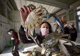 La bióloga Ana Muñoz Vera sostiene dos ejemplares de cangrejo azul en la lonja de Lo Pagán (San Pedro del Pinatar).