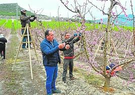 Manuel Martínez, en primer plano, realiza el aclareo en su finca de Cieza junto a un grupo de trabajadores. La comarca se encuentra en plena floración.