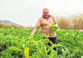 José Ángel Muñoz recoge alcachofas en los terrenos de Tres Puentes, la finca que tiene plantada entre Orihuela y Arneva.