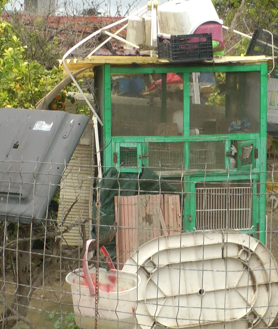 Imagen secundaria 2 - Arriba: Un perro comiendo el cadáver de otro can. Abajo a la izquierda: 'Vivo', un pastor alemán, agoniza sin agua ni alimento. Abajo a la derecha: Una jaula para pájaros en los que había perros encerrados. 