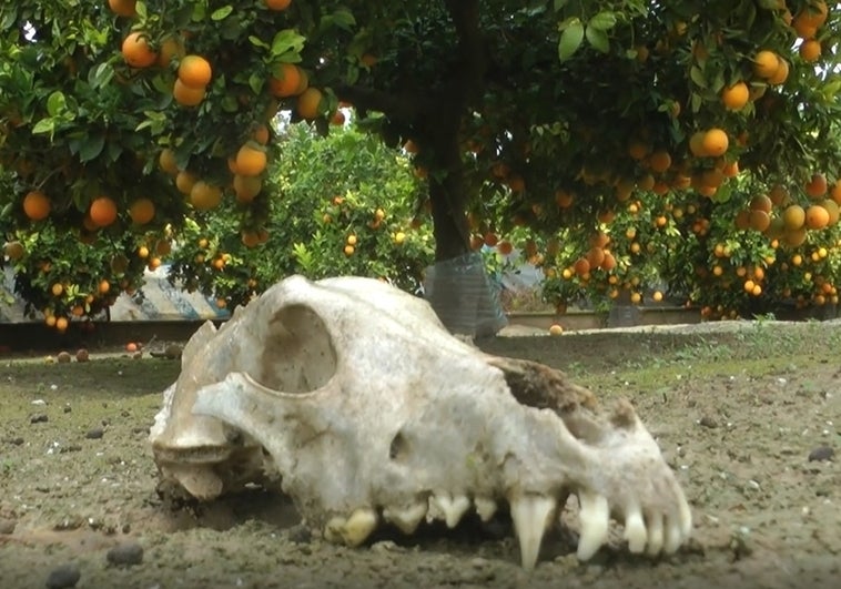 Una calavera de un perro junto a varios naranjos en la 'finca de los horrores'. | Vídeo: Rescate de siete perros.