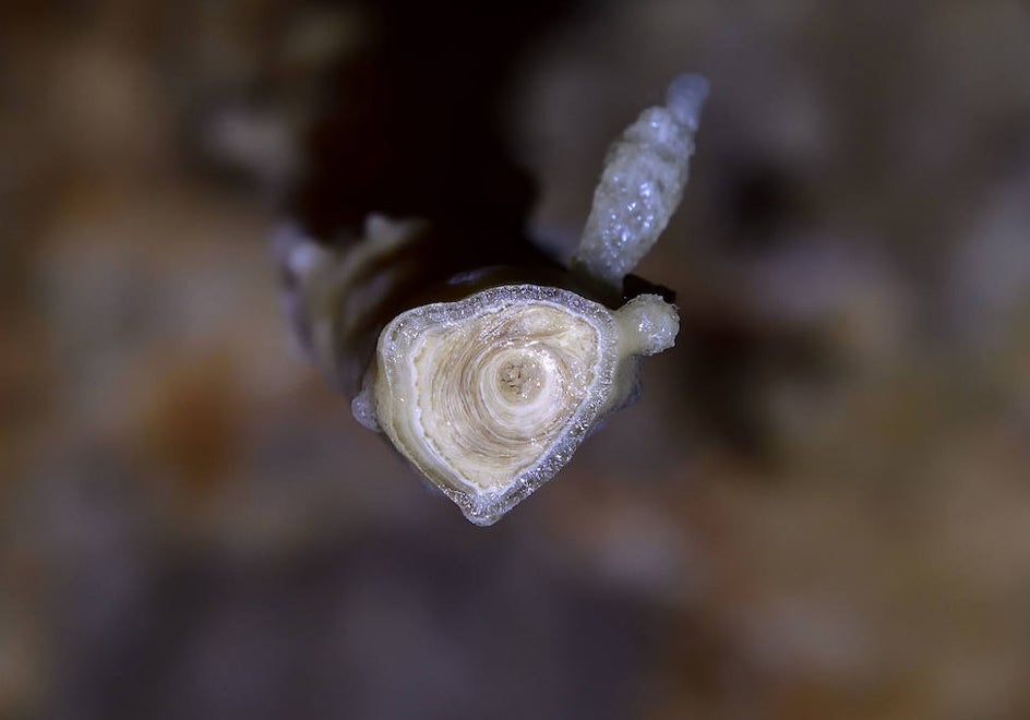 Detalle de una estalactita, con excéntricas y completamente viva, en la que se aprecian los círculos concéntricos que generan los depósitos de carbonato, así como los poros interiores por los que se va filtrando el agua que la originan.