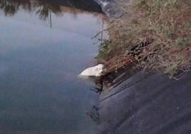 Uno de los perros rescatados en Alhama.