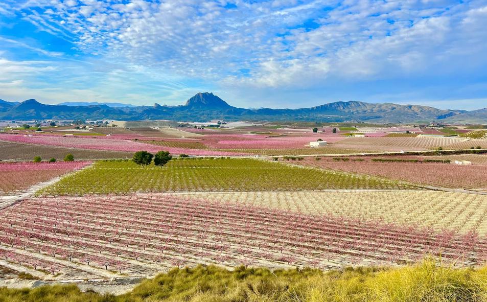 Imagen principal - El &#039;padre&#039; de la Floración de Cieza desvela el secreto de sus espectaculares fotos