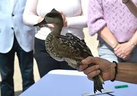 Una de las veinte cercetas pardillas trasladadas desde Valencia a Mazarrón, equipada con un transmisor GPS.