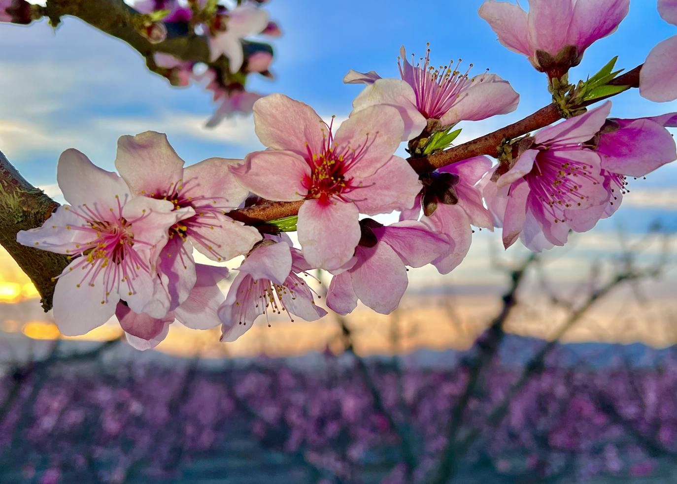 Floración de Cieza, en imágenes