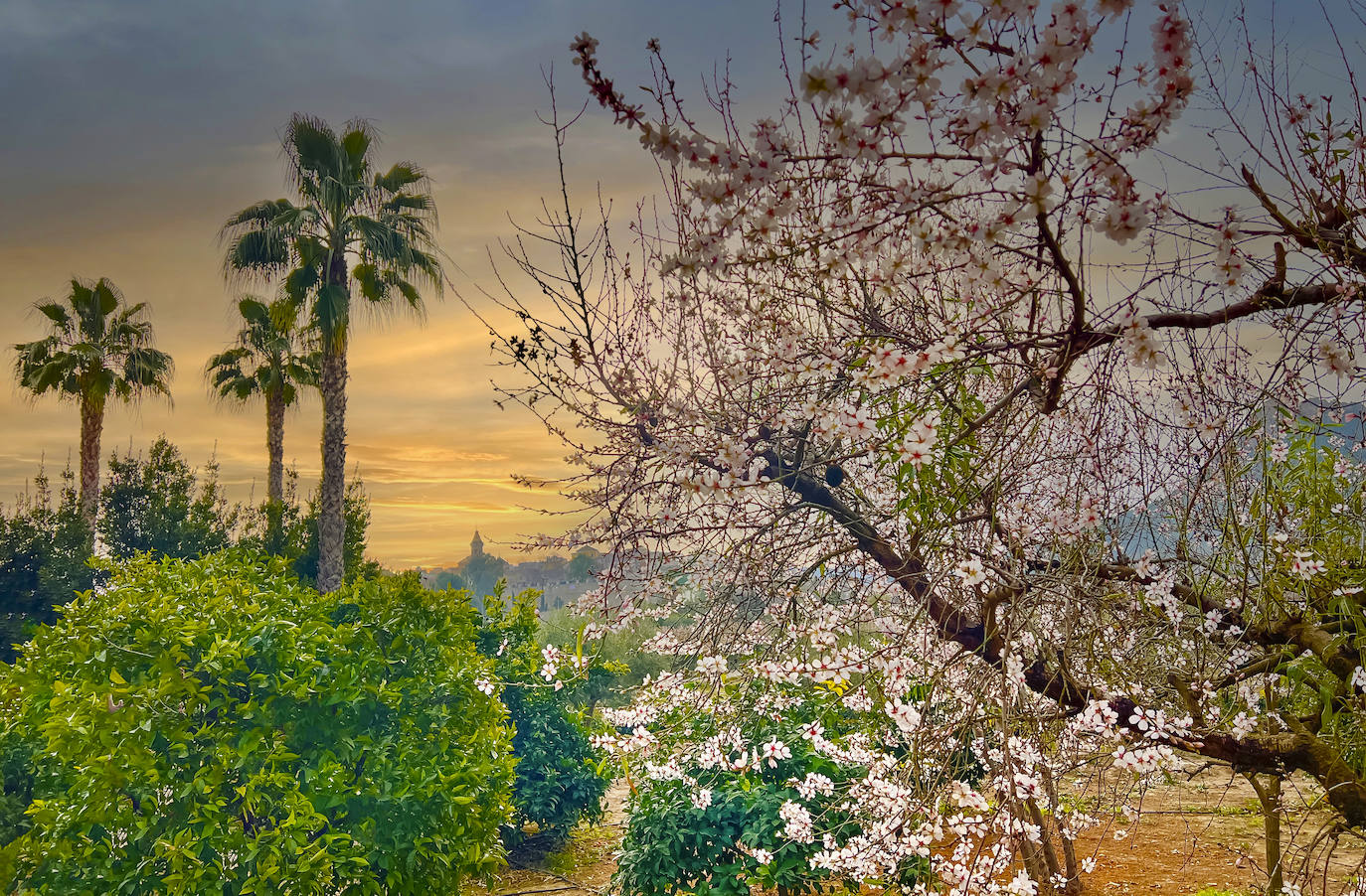 Floración de Cieza, en imágenes