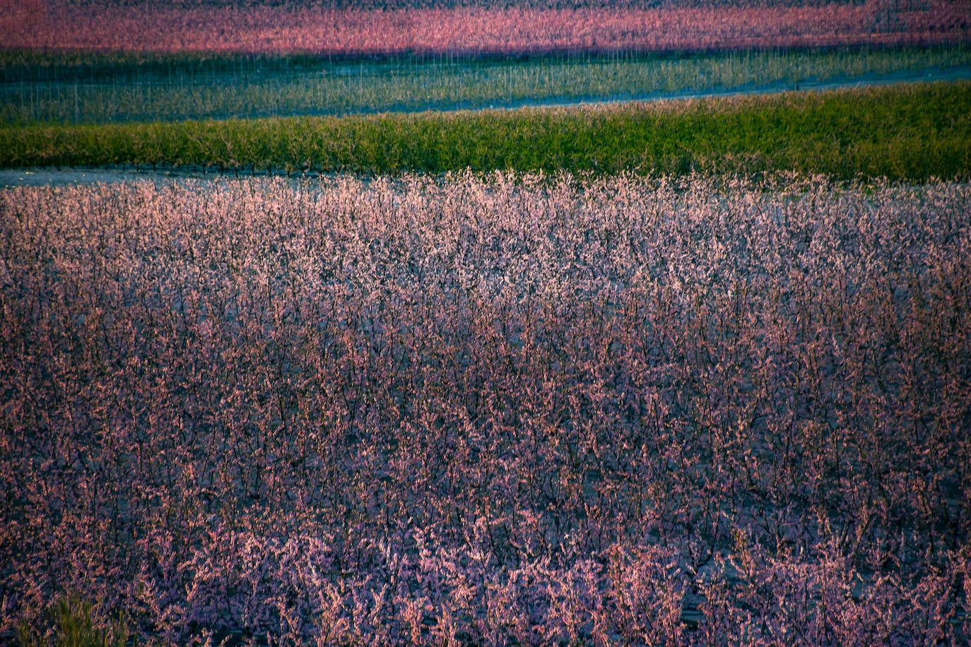 Floración de Cieza, en imágenes