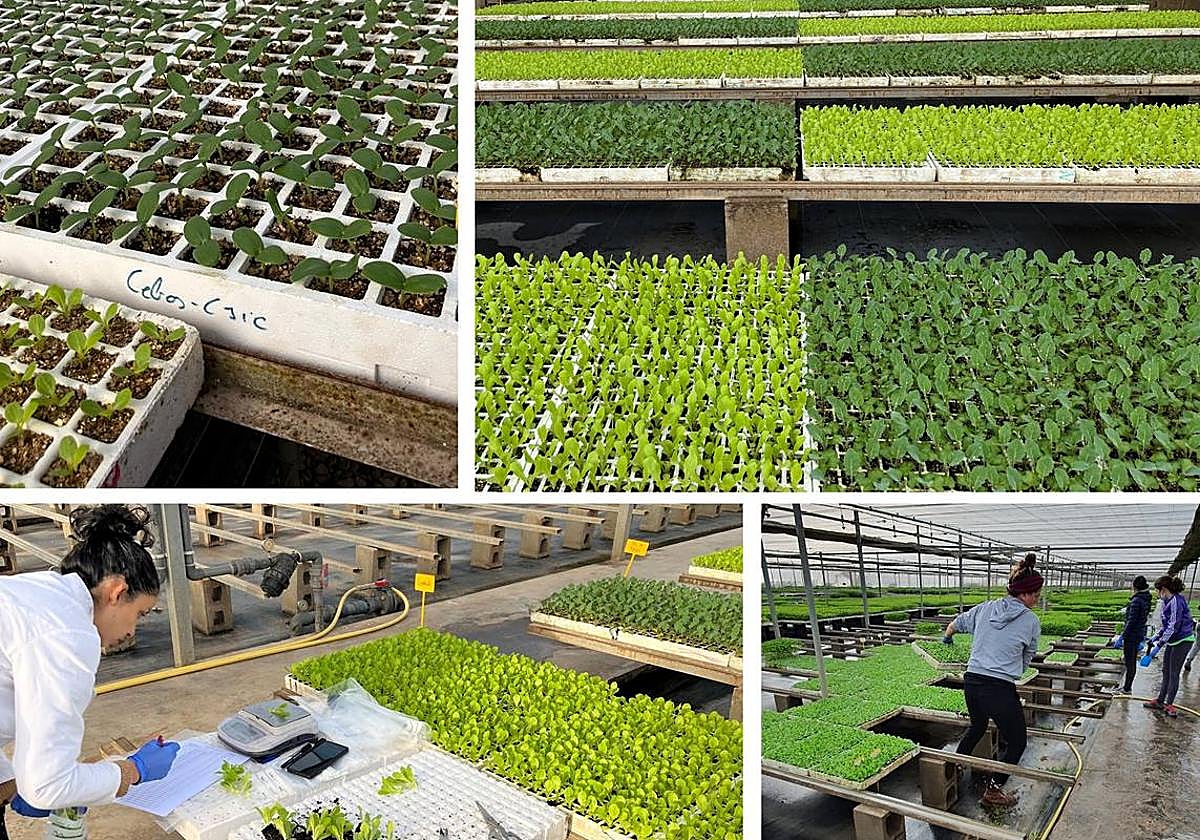 Ensayo de Hortecomp en semillero.