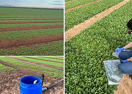 Imagen secundaria 1 - Parcela de cultivo de espinaca tratada con Hortecomp. Uno de los primeros prototipos de bolsa conteniendo compost.