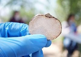 Trufa del desierto: Un hongo muy agradecido