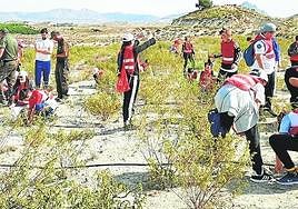Los escolares de los colegios de Fortuna plantan las nuevas especies.