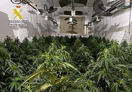 Uno de los cultivos de marihuana.