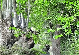 Un frondoso rincón de la acequia Almohajar, en Era Alta, donde, a cielo abierto y sin entubar, pervive el bosque de ribera en los quijeros.