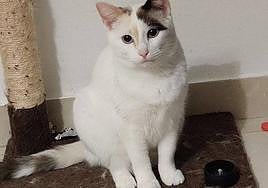 Bastet, la gatita que ha sido devuelta por resultar muy cariñosa.