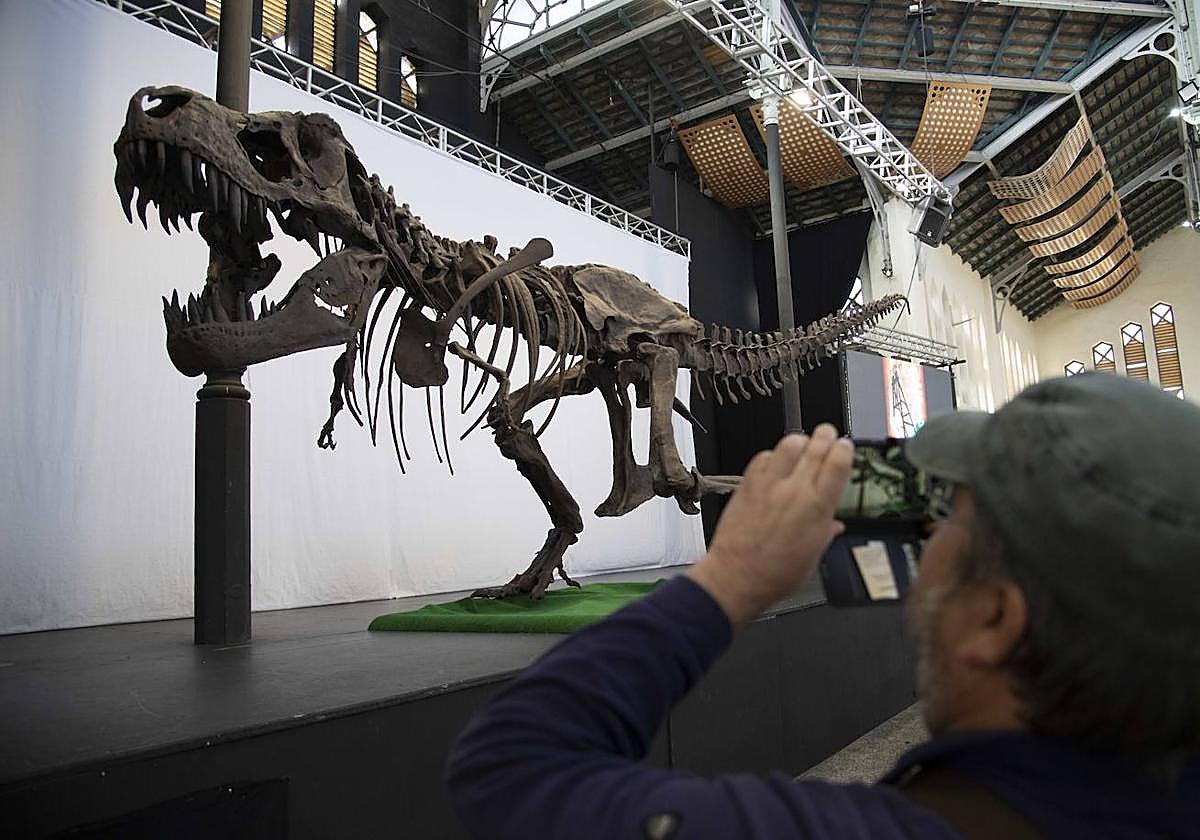 Un visitante fotografía la réplica de tiranosaurio rex.