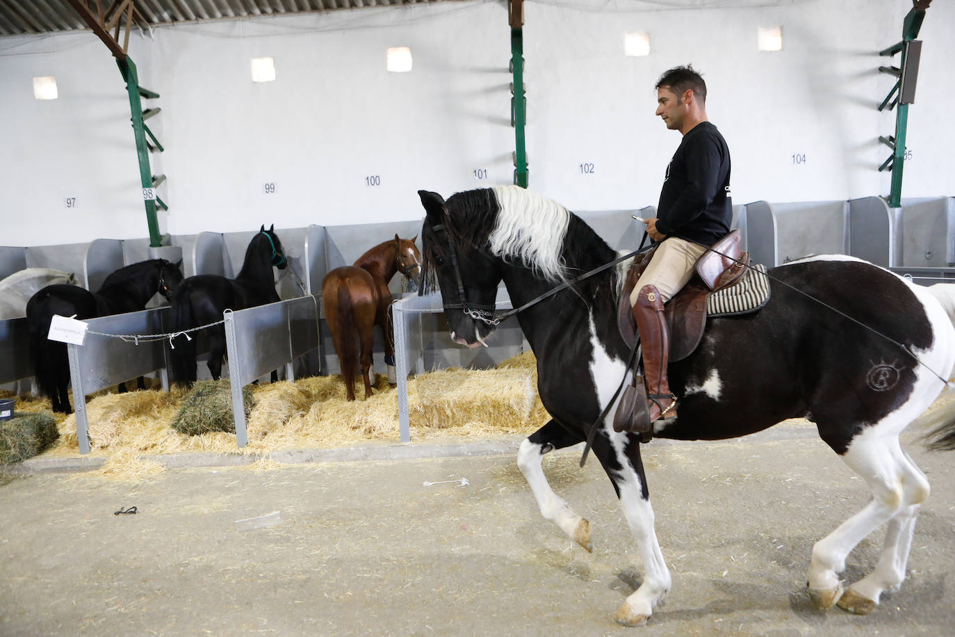 Más de 400 caballos preparados en Lorca para la carrera
