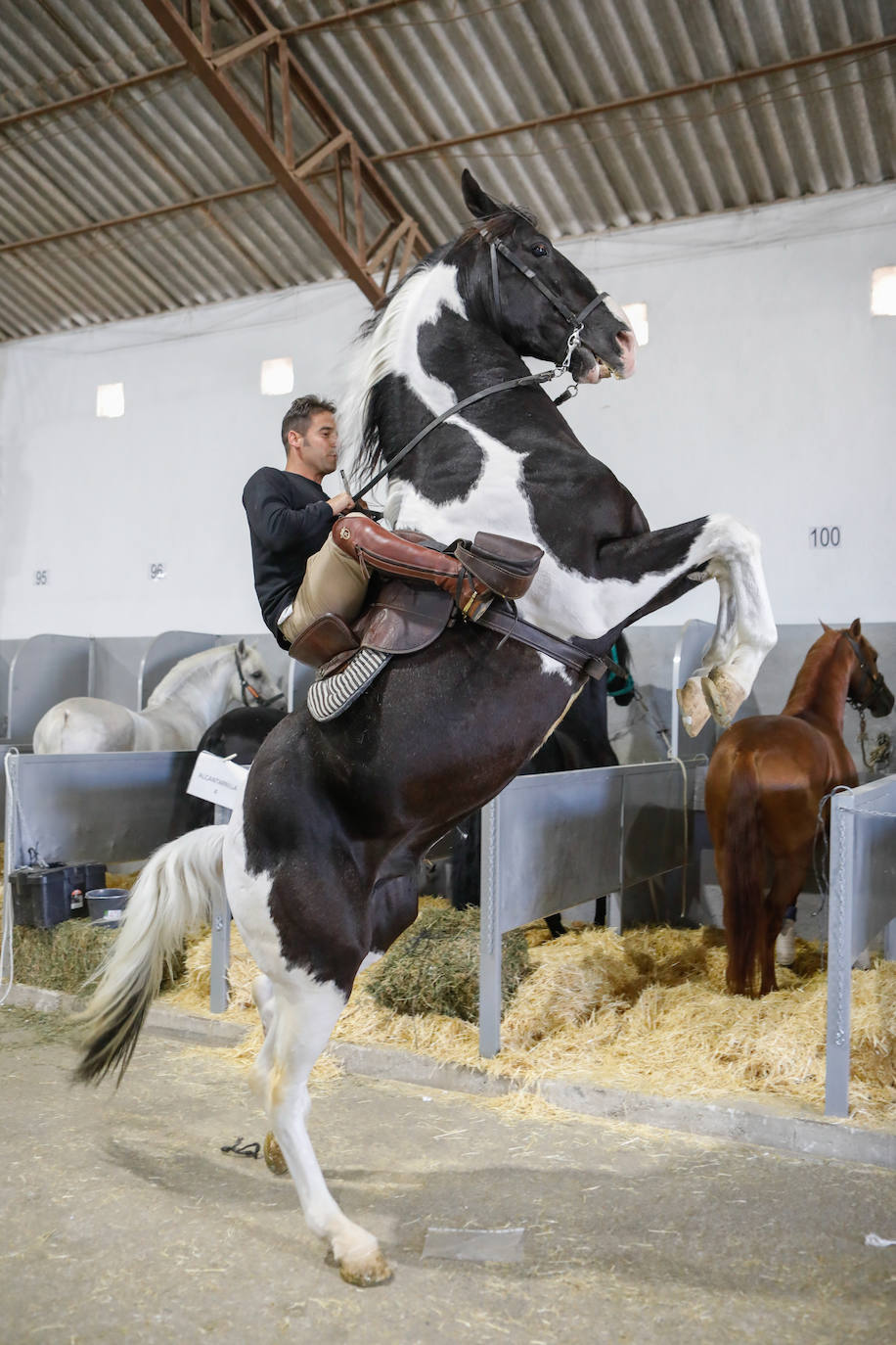 Más de 400 caballos preparados en Lorca para la carrera