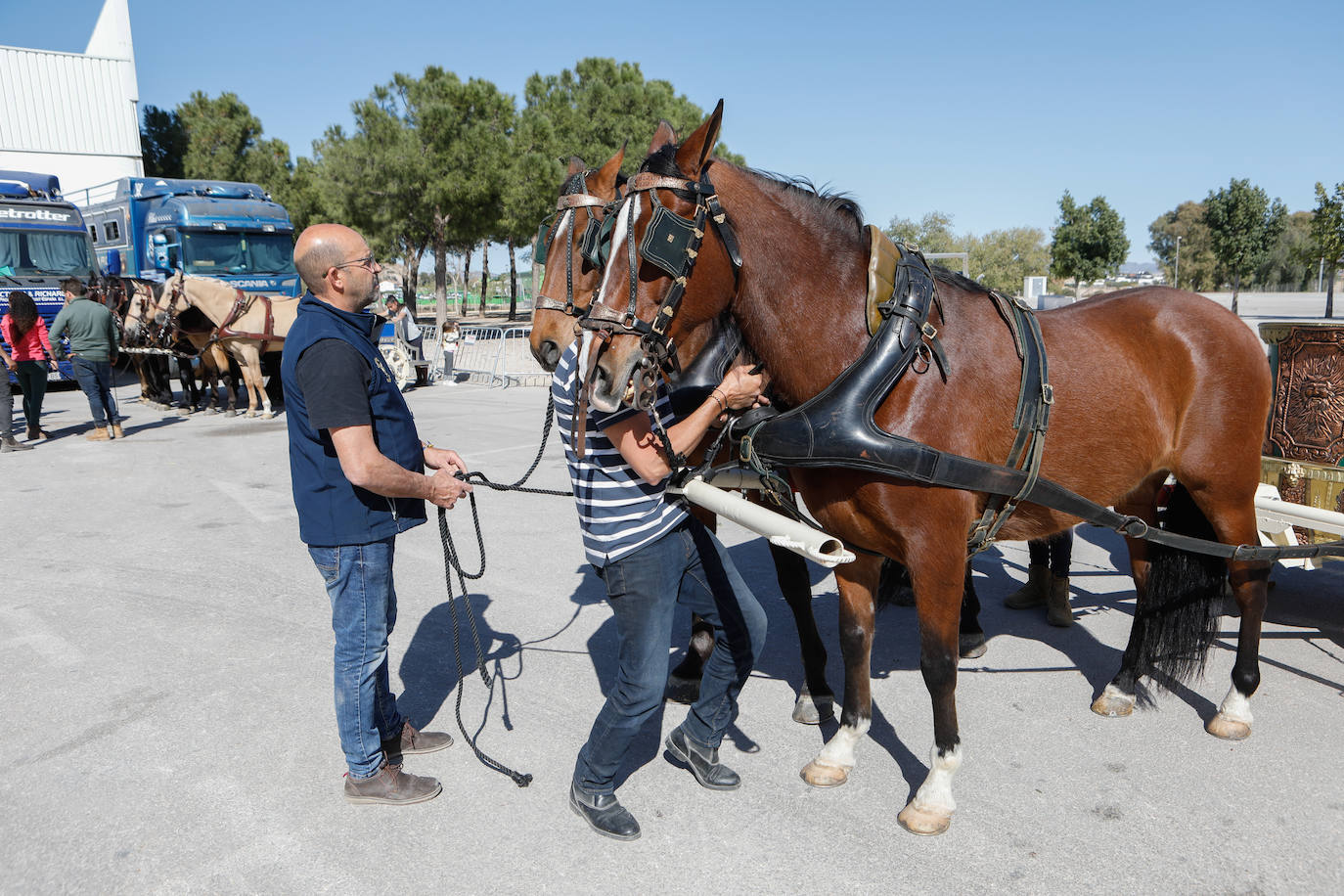 Más de 400 caballos preparados en Lorca para la carrera