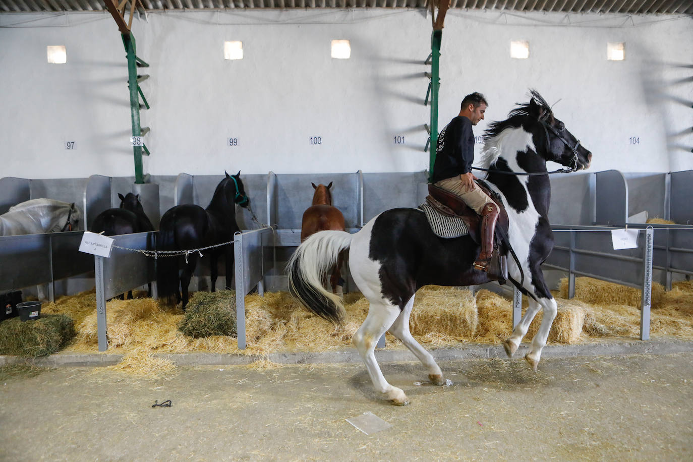 Más de 400 caballos preparados en Lorca para la carrera