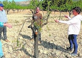 Esperanza Ramírez (i), junto a otros productores, muestra los daños en un árbol de una finca en Cieza, ayer.