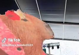 Imagen de la capibara huertana.