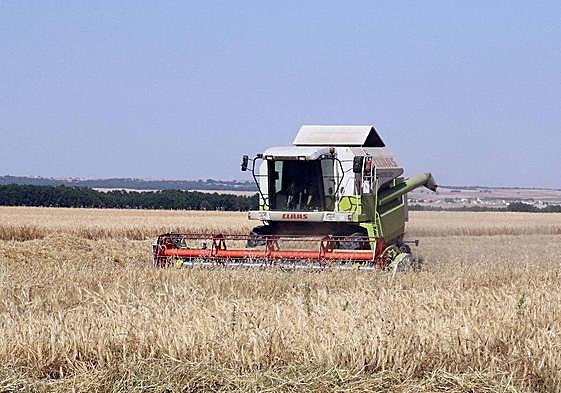 Una cosechadoras trabajando en un cultivo de cereales.