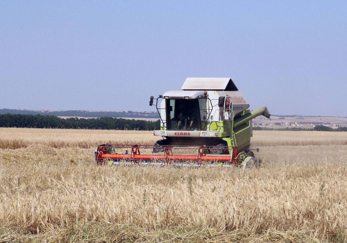 Una cosechadoras trabajando en un cultivo de cereales.