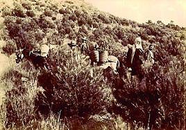 Ricardo Codorníu, durante una plantación de pinos carrascos en Sierra Espuña en 1898, acompañado por varios operarios.