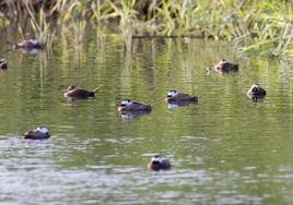 Malvasías cabeciblancas en las Lagunas de Campotéjar.