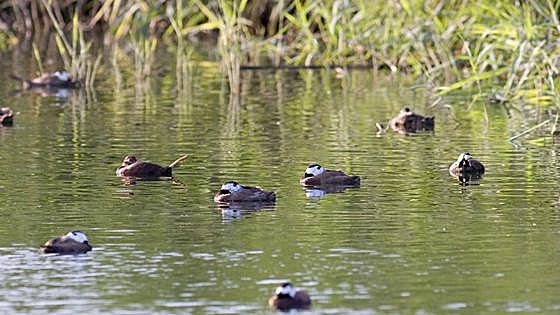 Cuando el impacto humano acaba beneficiando a los patos