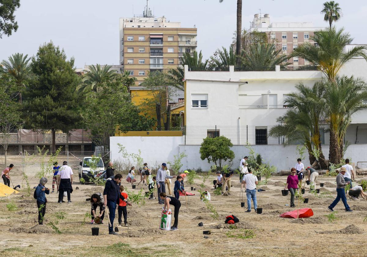 Un grupo de voluntarios plantan árboles de hasta 2 metros de altura